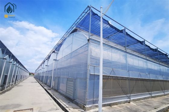 良い価格 水栽培トマト レタス 農業 多スパン プラスチック温室 オンライン