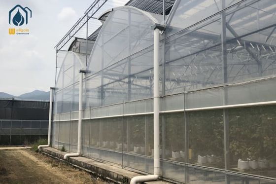 قیمت خوب سبزیجات گیاه گلخانه ای کشاورزی گلخانه ای پلاستیکی آنلاین