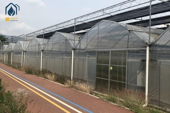 İyi bir fiyat. Tarımsal Çilek Yeşil Evi Plastik Çanakkale Domates Tünel Yeşil Evi çevrimiçi
