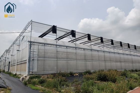 İyi bir fiyat. Açık Açık Büyük Çok Aralıklı Sera Tarım Metal Çerçeve Plastik Sera çevrimiçi
