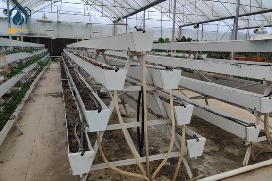Bom preço. Equipamento de cultivo hidropónico de framboesa em estufa de PVC on-line