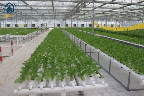 Good price Agricultural Vertical NFT Hydroponic Lettuce Growing Systems Equipment In Greenhouse online