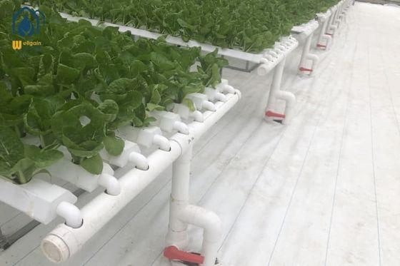 qualità Sistemi idroponici per tubi NFT per serre piatti in PVC fabbrica