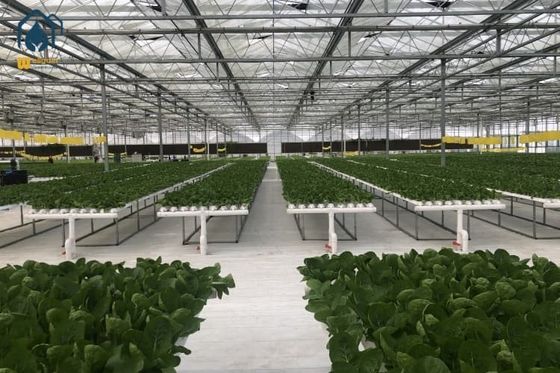 Harga yang bagus Sistem Hidroponik Rumah Kaca Vertikal NFT Sistem Hidroponik Tanaman Sayuran Tanpa Tanah on line