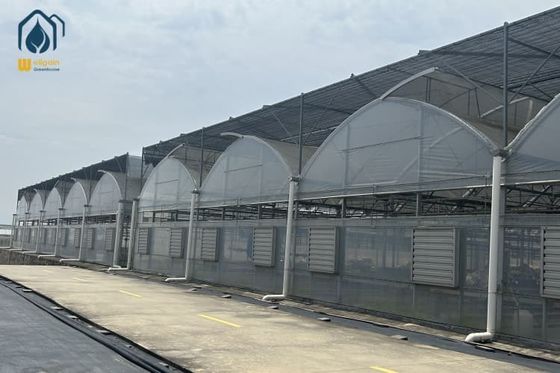 Goede prijs. Transparante multi-spans plastic kasten voor maximale oogst online
