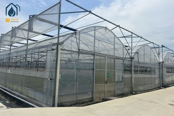Bom preço. Atividades agrícolas em larga escala Estufas de filmagem multi-espansão on-line