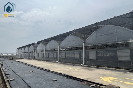 Giá tốt. Nhà kính rau củ đa dải nhựa để trồng rau lá trực tuyến