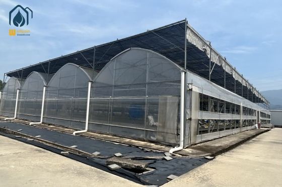 Un buen precio. Invernadero hidropónico multi-espacio para la producción de vegetales y sistemas de cultivo de hierbas en línea