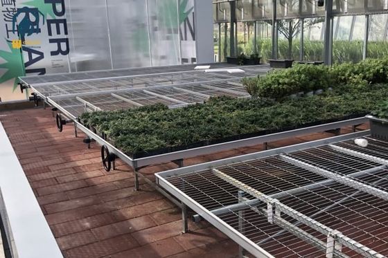 Bom preço. Sistema de banco de rolagem de estufas de flor de crescimento de galvanizado banco de infância de cultivo de semeadura on-line