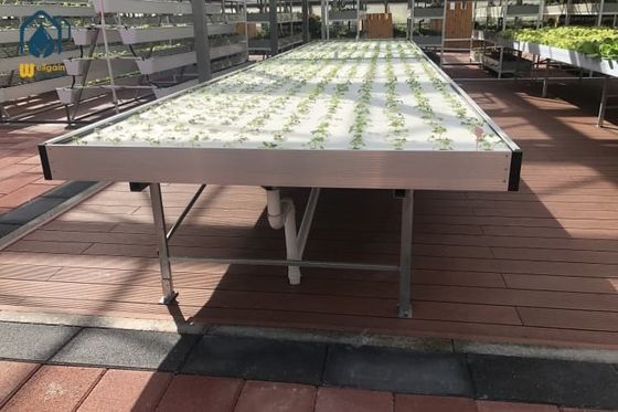 Harga yang bagus Greenhouse Ebb And Flow Rolling Benches Tanaman medis Kebun Binatang Tabel banjir hidro on line