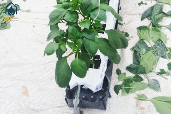 Bom preço. Hidroponia Estufas de cultivo em rolos de PP on-line