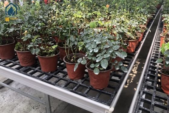 Good price Durable Flat Panel Greenhouse Bench Trays Seedbed With UV Protected Grow Tables online