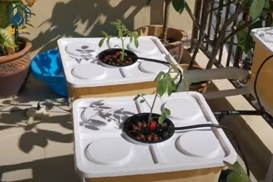ราคาดี โรงเรือนกระจก PP Hydroponic Dutch Bucket System สําหรับการปลูกฝรั่งทอด ออนไลน์