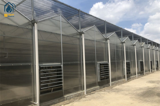 Giá tốt. Cây trồng thảo mộc thương mại Nhà kính polycarbonate cho trồng rau hữu cơ trực tuyến