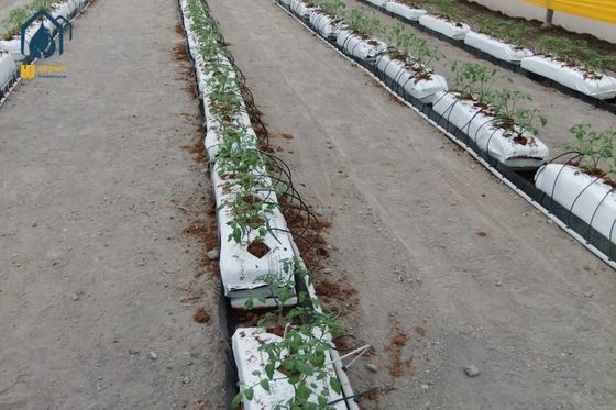 Un buon prezzo. Inserimento di piantagione in serra per l'agricoltura sostenibile in linea