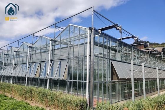 Ein guter Preis. Große landwirtschaftliche Mehrspannglasgewächshäuser Quadrat gewerbliche hydroponische Gewächshäuser Online