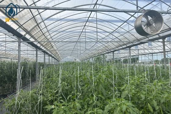 Goede prijs. Multi-Span kas voor de teelt van tomaten en groenten met filmbedekking online