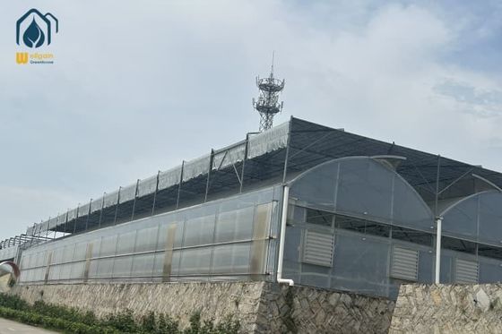 Harga yang bagus Manajemen Proyek Rumah Kaca Multi Span Irigasi Lanjutan untuk Ladang Besar on line