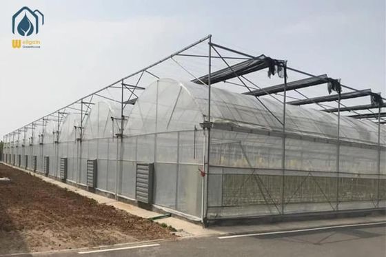 Un buen precio. Diente de sierra de película de plástico tropical para tomates vegetales agrícolas en línea