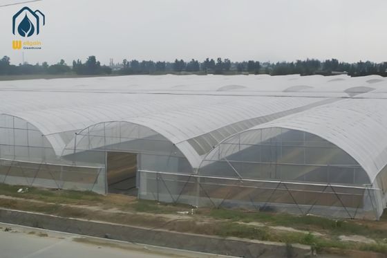 qualità Serra Agricola Multispan in Film di Polietilene con Sistema di Ventilazione fabbrica