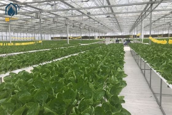 سعر جيد نظام أنابيب زراعة الـ NFT Hydroponic PVC لزراعة السلطة ذات العائد العالي الانترنت