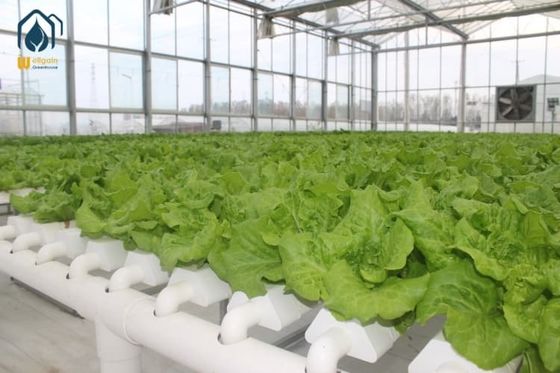 Ein guter Preis. NFT Hydroponisches Anzuchtsystem für Salat und Kräuter mit Hydroponik-NFT-Rohr Online