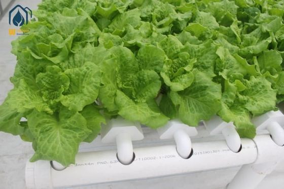 ราคาดี NFT Hydroponic Lettuce Hydroponic System With PVC Tube Hydroponic Setup ระบบการปลูกน้ําในสลัดแบบไฮโดรโปนิค ออนไลน์