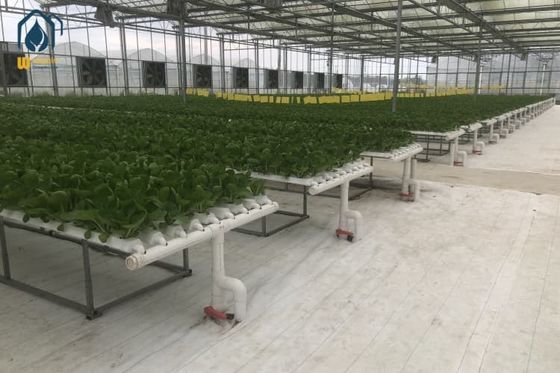 Un buen precio. Sistema de plantación en interiores de tubos hidropónicos NFT con ciclo rápido de nutrientes en línea