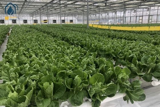 Un bon prix. Système hydroponique NFT pour la culture de légumes verts en ligne