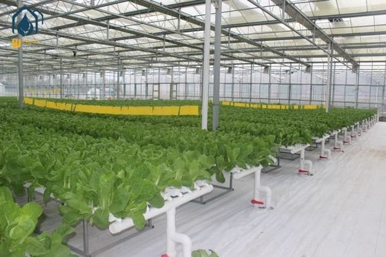 Kalite NFT Hidroponik Kanal İç Mekan Hidroponik Yetiştirme Sistemi Yapraklı Sebzeler İçin Fabrika