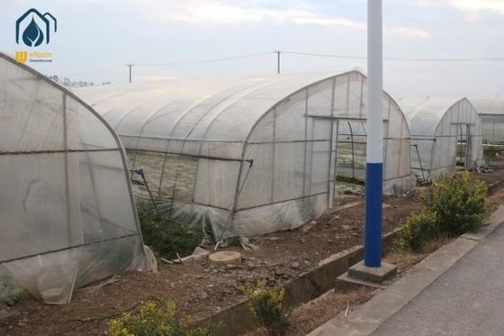 Goede prijs. Tomato Tunnel Groenhuis En Tunnel Groente Warmhuis Voor Uitgebreide Gewassen online
