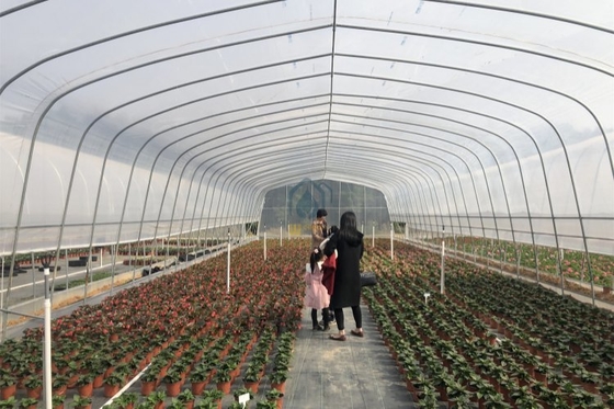 ราคาดี โรงเรือนพลาสติกคลุม UV ติดตั้งง่ายสำหรับเกษตรกรรมเชิงพาณิชย์ ออนไลน์