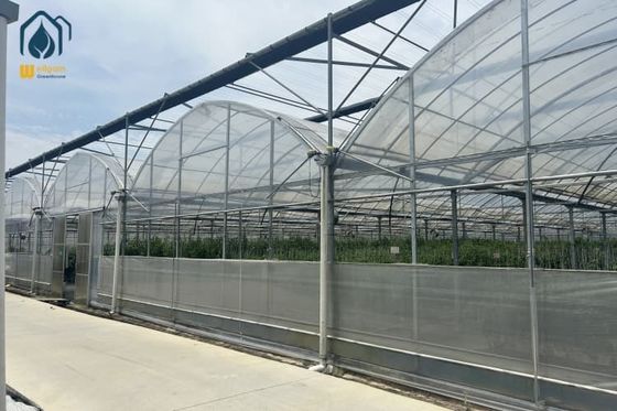 Good price Multi Span Greenhouse For Modern Farms Greenhouse Water Saving Organic Crops online