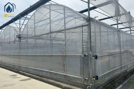 Good price Multi Span Greenhouse Automated Hydroponic Greenhouse For Agriculture online
