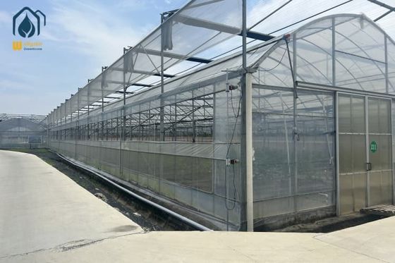 Good price Multi Span Greenhouse Year Round Vegetable Growing Greenhouse For Farms online
