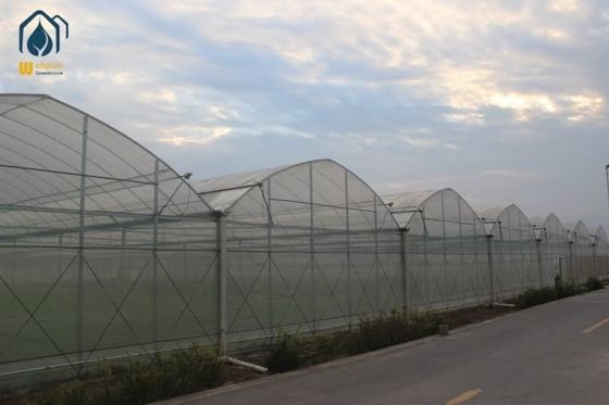 Good price Herb Greenhouse Multi Span Indoor Green House For Year Round Cultivation online