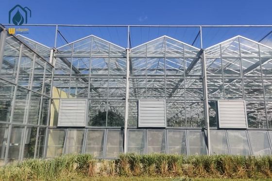 Good price Large Tempered Glass Greenhouse For Growing Organic Vegetables Year Round online