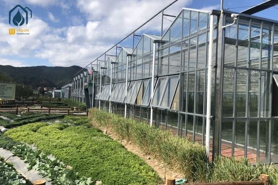 Good price Multi Span Tomato Glass Greenhouse For Year Round High Yield Production online