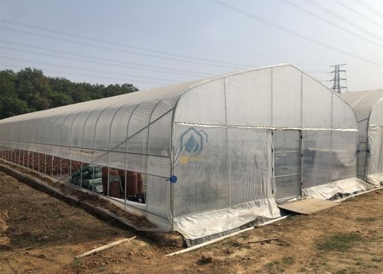 Good price Automatic Manual Ventilation Single Span Tunnel Commercial Agriculture Greenhouse Vegetable Farm online