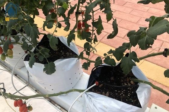 Un bon prix. Le substrat hydroponique en acier de gouttière de culture cultivent la gouttière pour l'agriculture de tomate en ligne