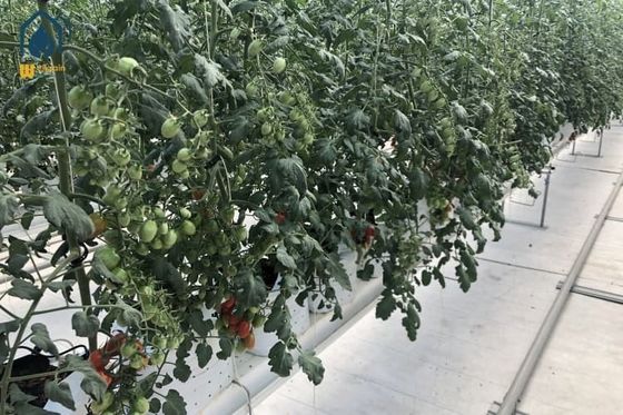 Good price Steel Gutter Planting System Steel Grow Gutter For Tomato Farming online