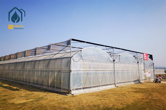 Giá tốt. Multi Span Greenhouse Plastic Film PE Film Greenhouse Cho sản xuất rau trực tuyến