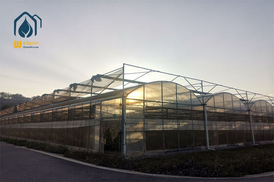 গুণ Large Scale Multi Span Film Greenhouse For Commercial Vegetable Production কারখানা
