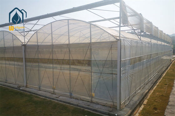 Goede prijs. Multi-span broeikaslandbouw Landbouw Doorzichtig plastic kasontwerp online