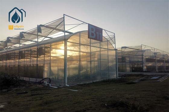 Good price Vegetables Greenhouse Multi Span Greenhouse Watermelon Greenhouse Year Round online