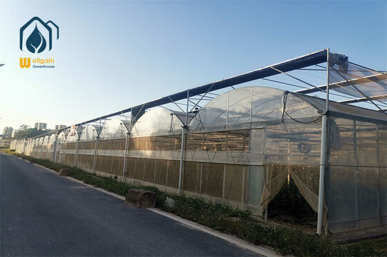 Un buon prezzo. Soluzione ecologica per serre commerciali a campata multipla per la costruzione di serre in linea