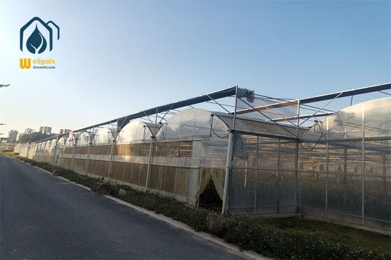 Un buen precio. Invernadero creciente respetuoso del medio ambiente para las plantas Invernadero multi del palmo en línea