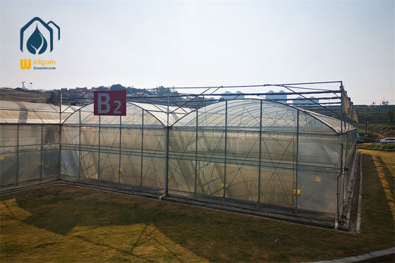 Good price Steel Frame Multi Span Greenhouse Commercial Hydroponic Greenhouse System online
