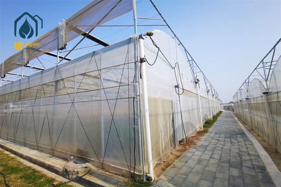 Harga yang bagus Rumah Kaca Film Multi Span dengan Transmittansi Cahaya Tinggi, Ventilasi yang Baik, dan Struktur Kuat untuk Produksi Rumput dan Sayuran on line