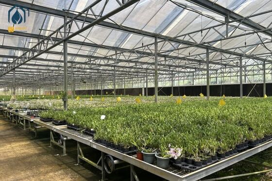 Harga yang bagus Multi Span Nursery Greenhouse Prefabricated dengan Transmisi Cahaya Tinggi Ventilasi yang Baik dan Struktur yang Kuat on line